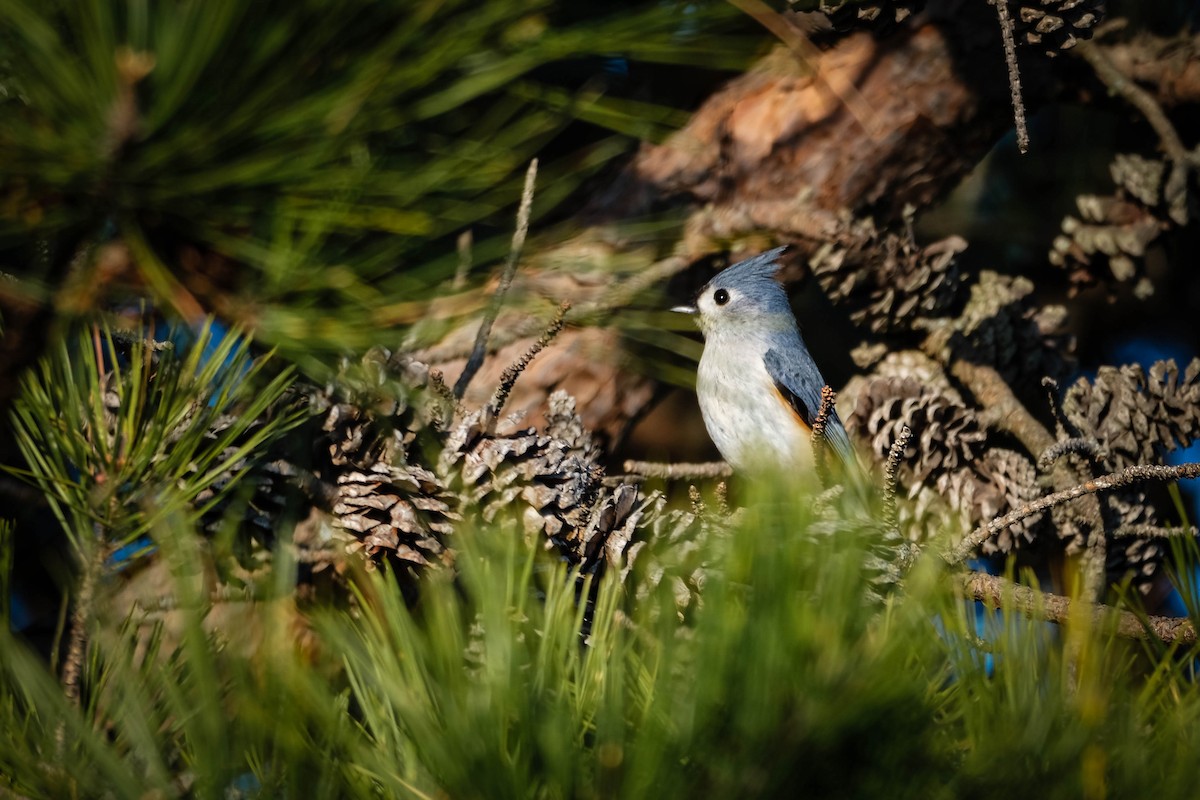 Tufted Titmouse - ML616459100