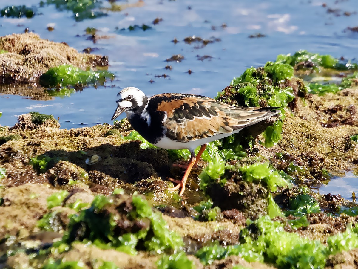 Ruddy Turnstone - ML616459105