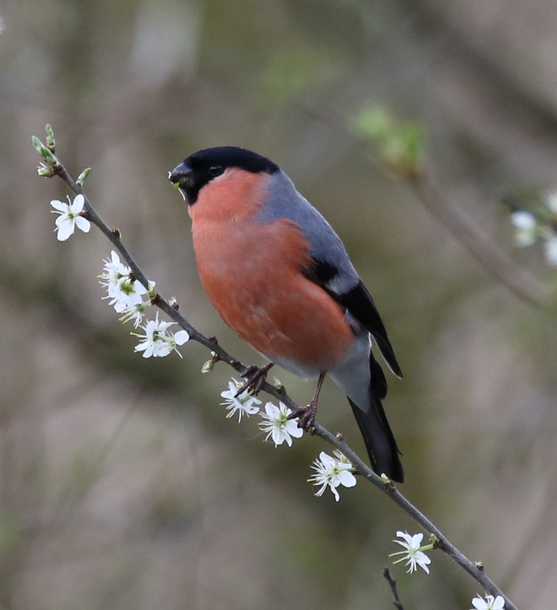 Eurasian Bullfinch - Colin Broadhurst