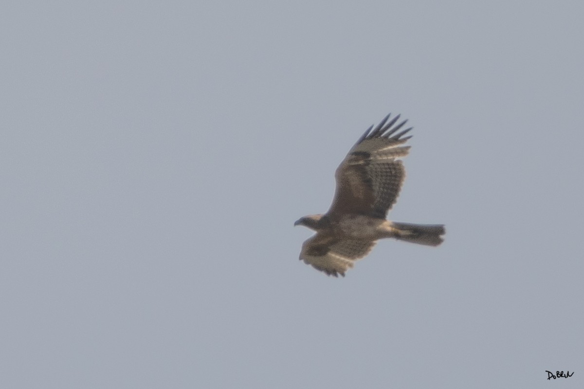 Харсун бүргэд - ML616459125
