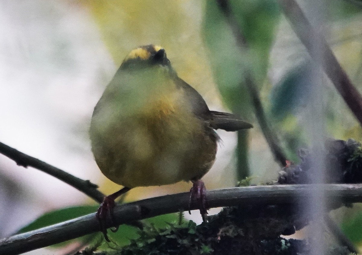 Citrine Warbler - ML616459195