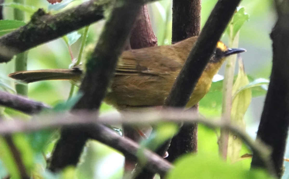 Citrine Warbler - ML616459196