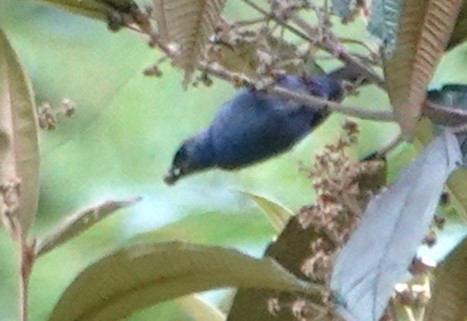 Blue-and-black Tanager (Blue-and-black) - Peter Blancher