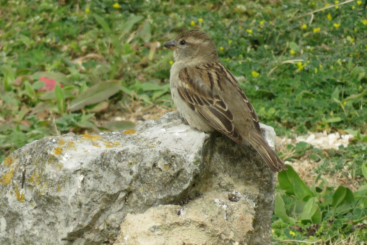 Spanish Sparrow - ML616459214
