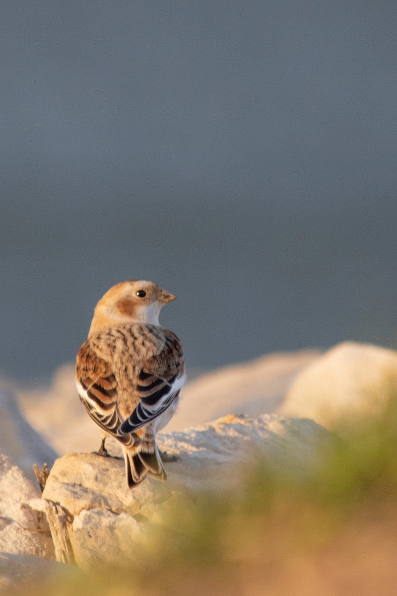 Snow Bunting - ML616459221