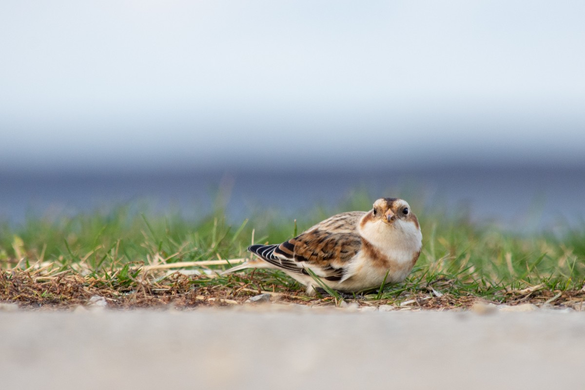 Snow Bunting - ML616459222