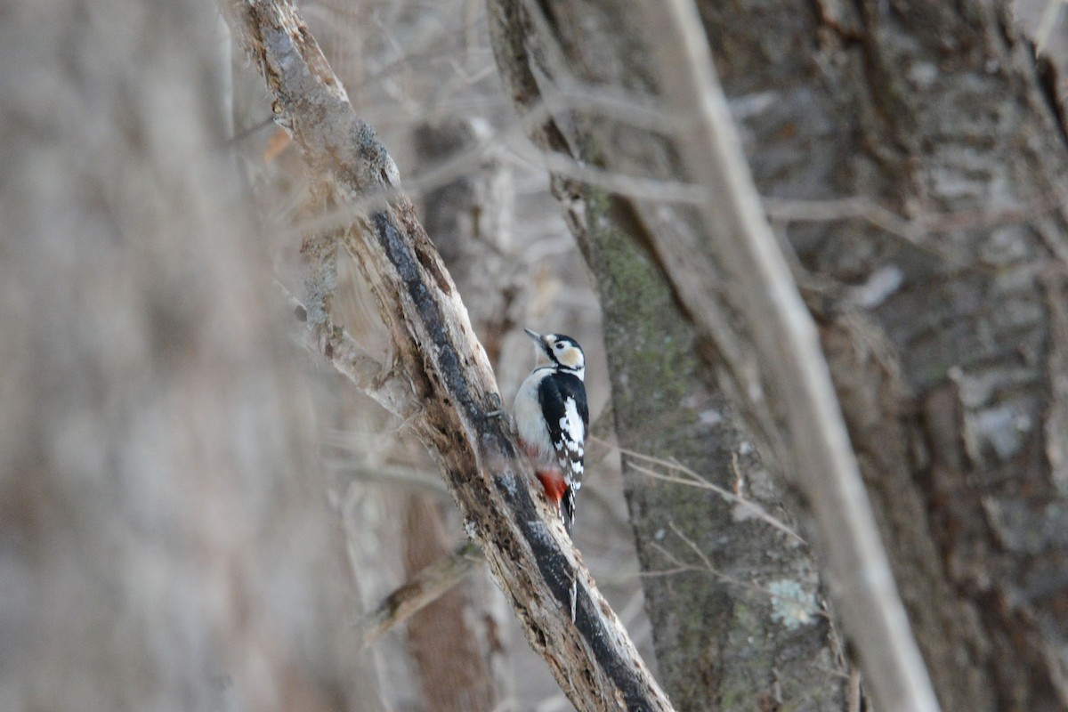 Great Spotted Woodpecker - ML616459234