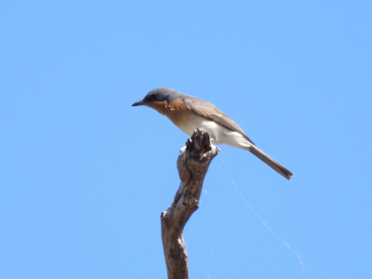 Leaden Flycatcher - ML616459235