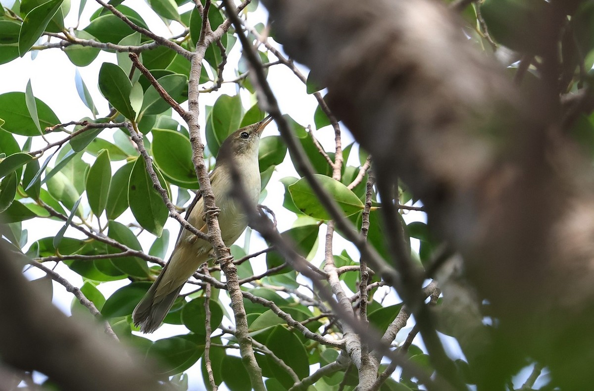 Buschrohrsänger - ML616459241