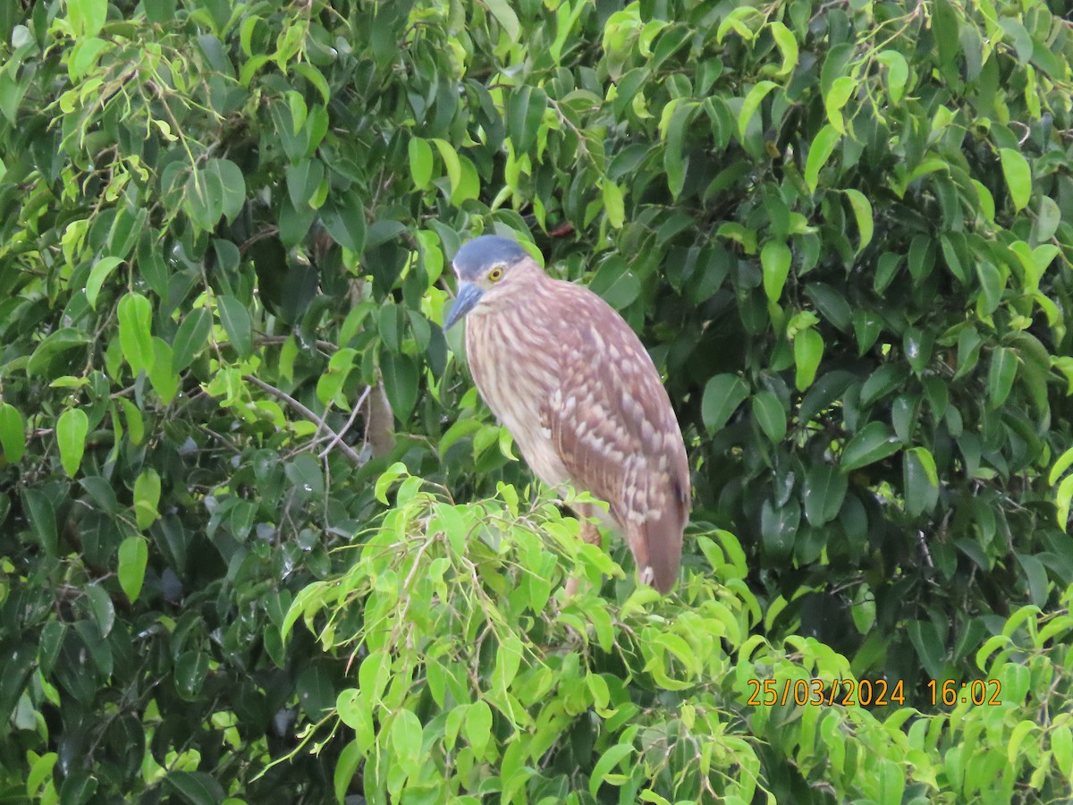 Nankeen Night Heron - Norton Gill