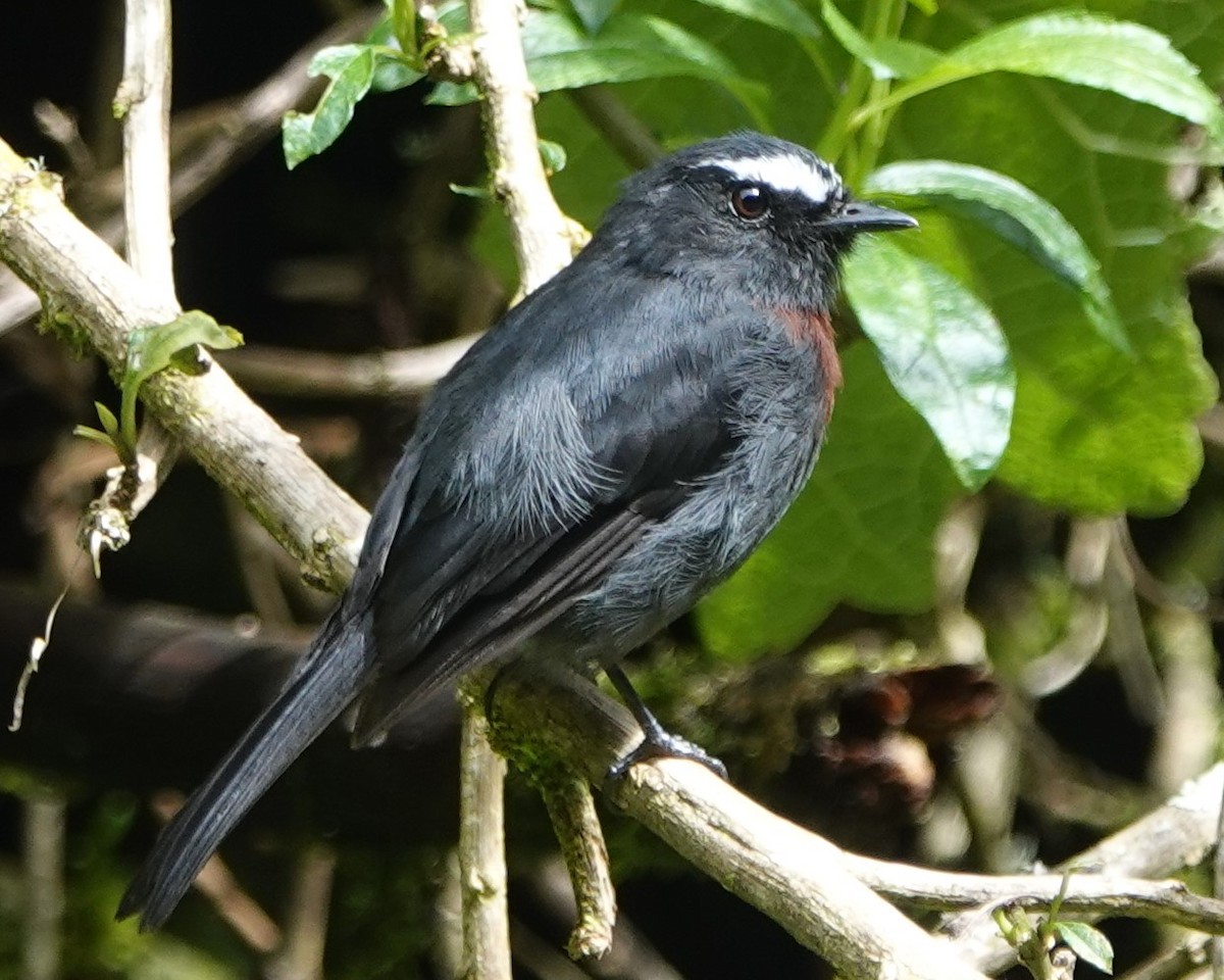 Maroon-belted Chat-Tyrant - ML616459298