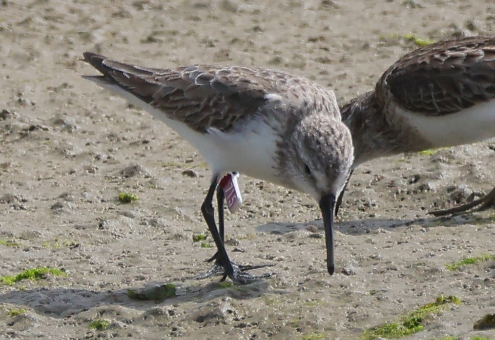 Bergstrandläufer - ML616459323