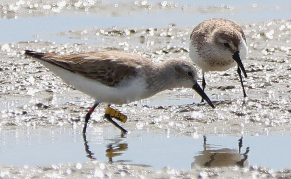 Bergstrandläufer - ML616459324