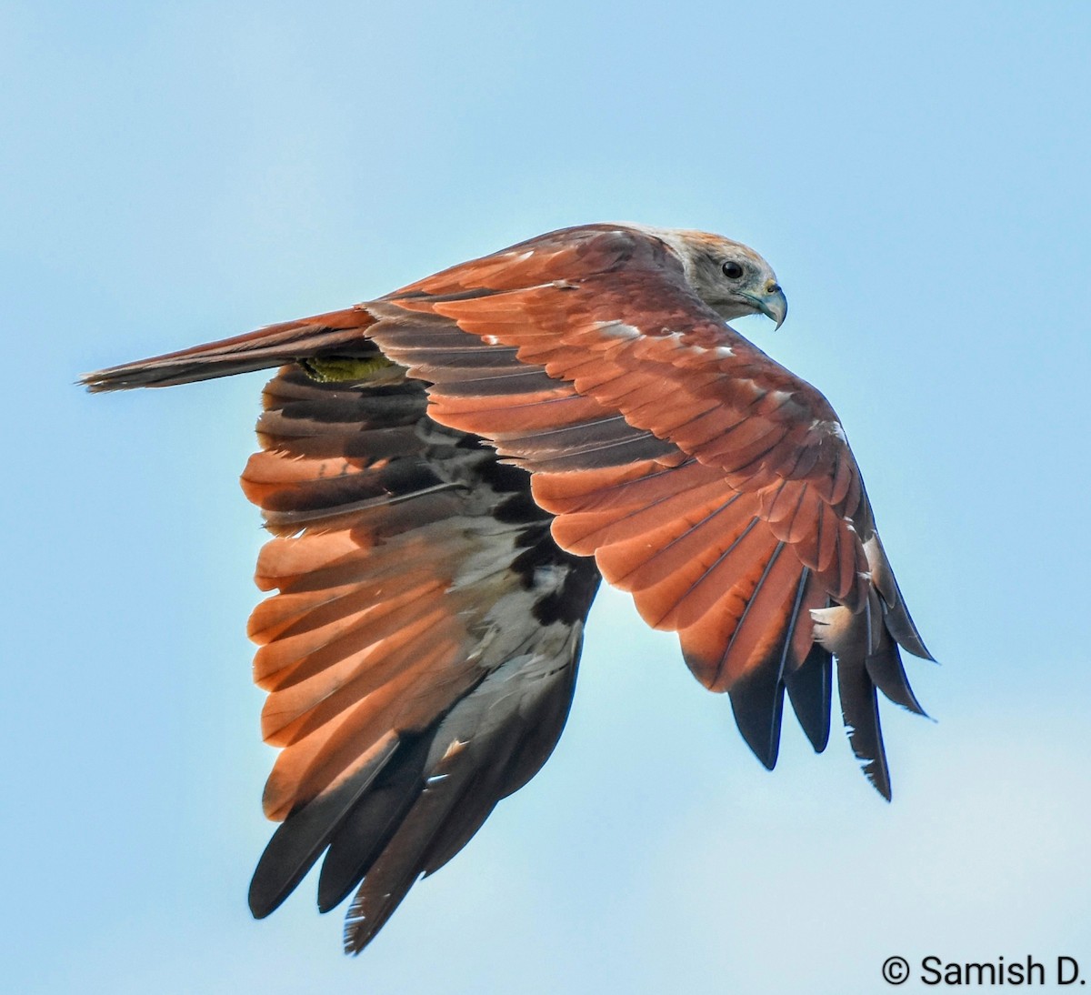 Brahminy Kite - ML616459335