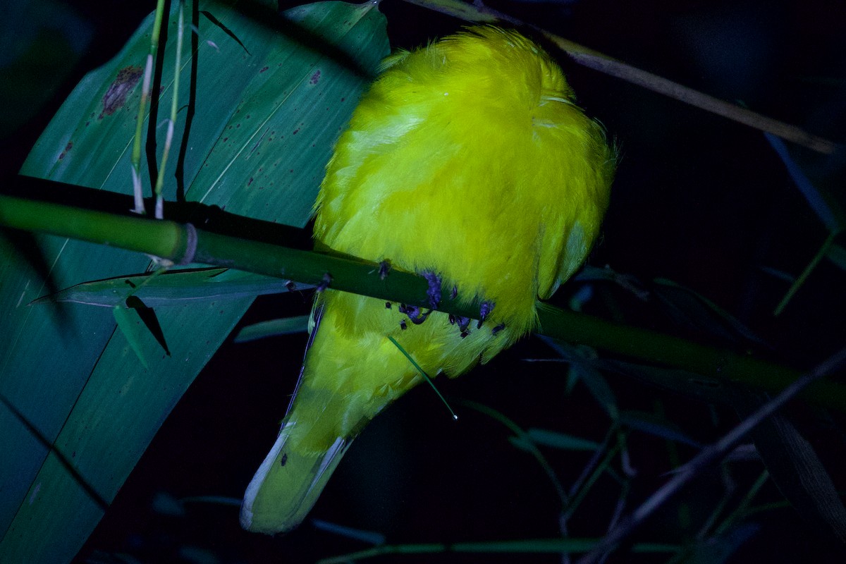 passerine sp. - Sourav Mandal