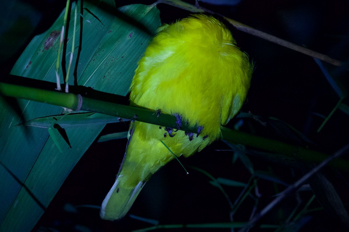 passerine sp. - Sourav Mandal