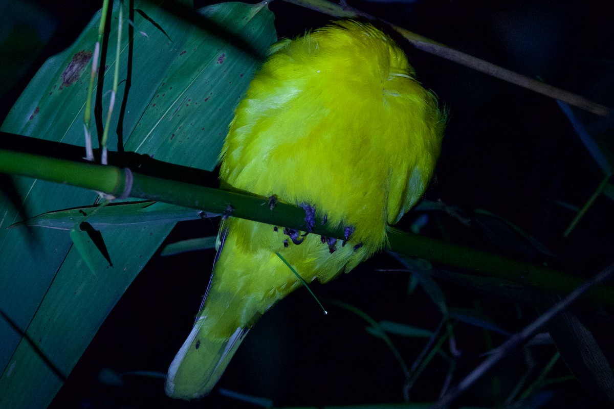 passerine sp. - Sourav Mandal