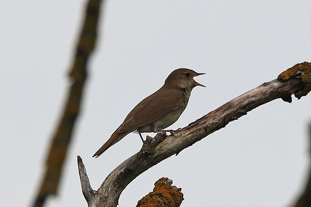 Thrush Nightingale - ML616459452