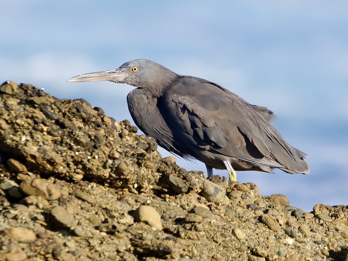 Pacific Reef-Heron - ML616459460