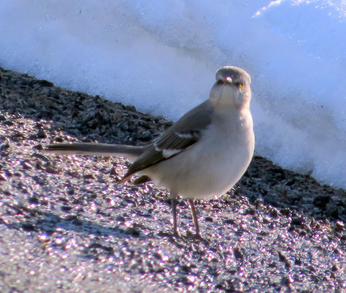 Northern Mockingbird - Marianne Friers