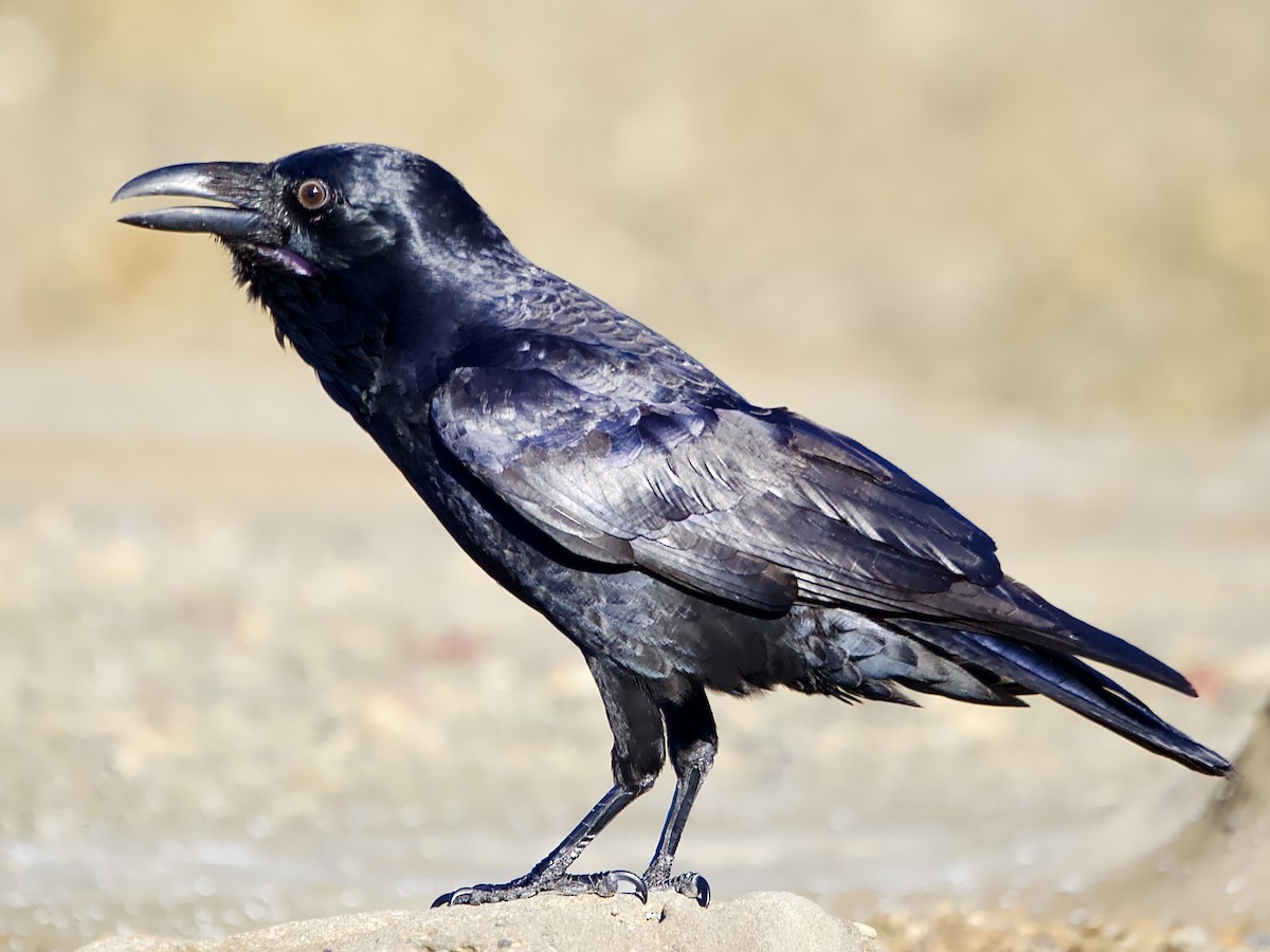 Australian Raven - ML616459466