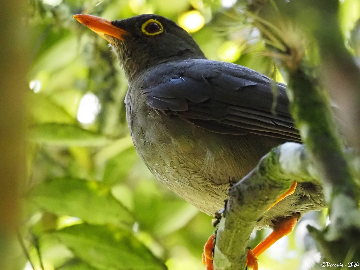 Chiguanco Thrush (chiguanco/conradi) - ML616459493