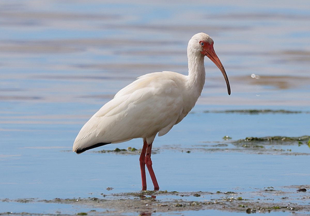 Ibis blanc - ML616459512