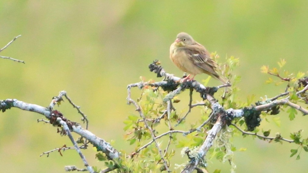 Ortolan Bunting - ML616459518