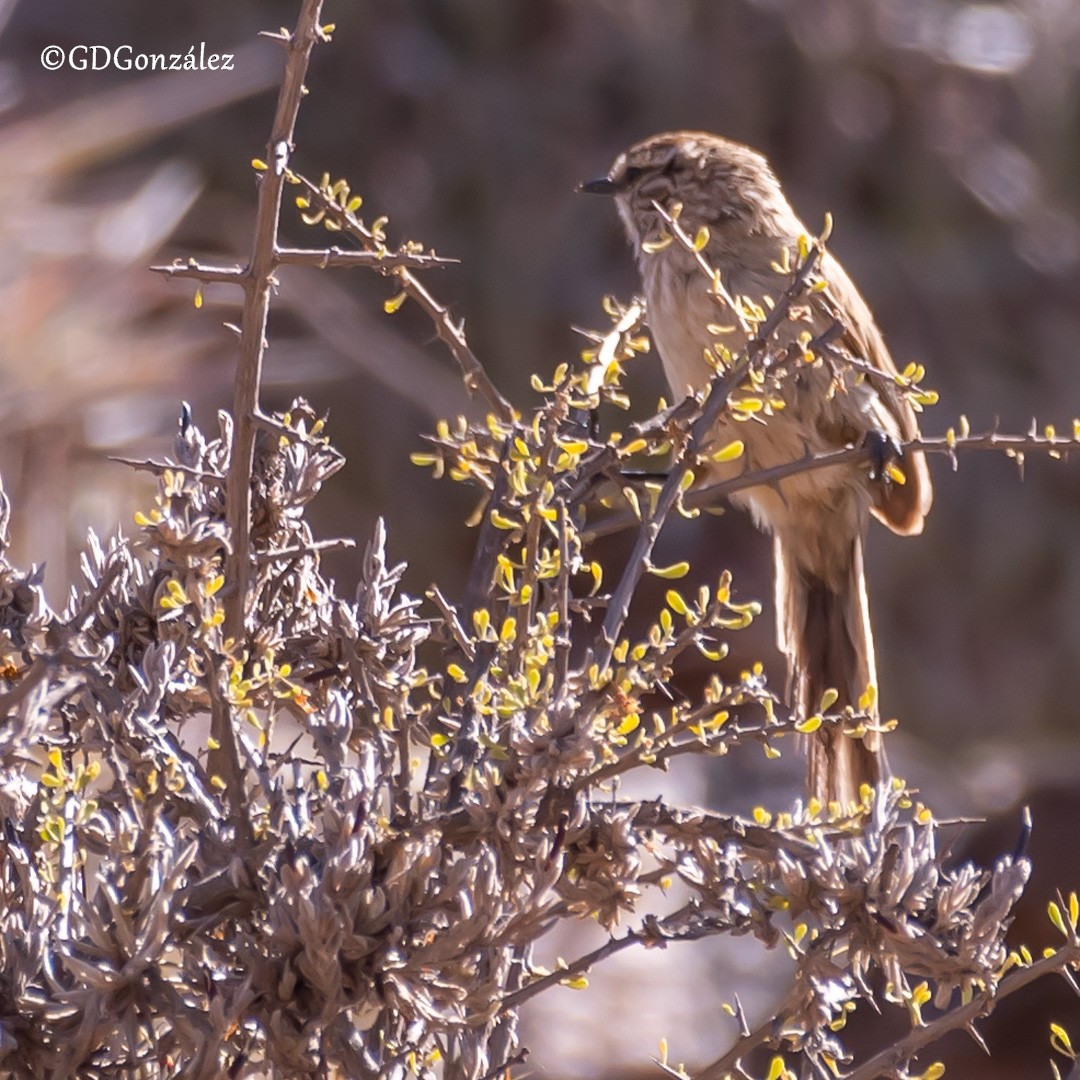 Plain-mantled Tit-Spinetail - ML616459537