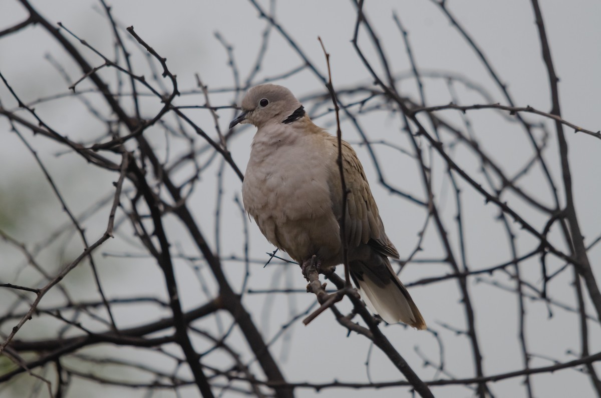 Eurasian Collared-Dove - ML616459572