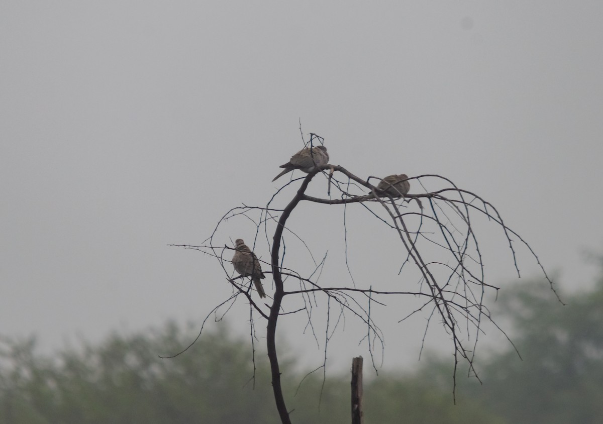 Eurasian Collared-Dove - ML616459574