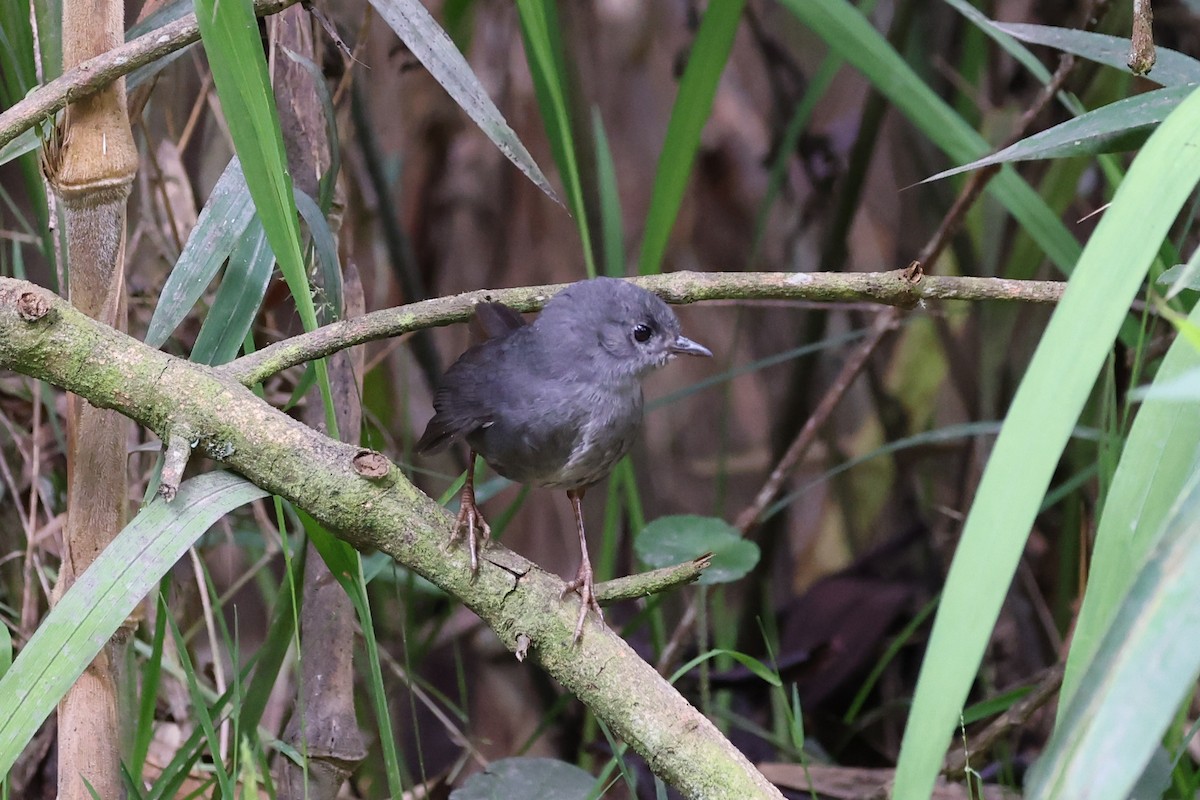 Pale-bellied Tapaculo - Ian Thompson