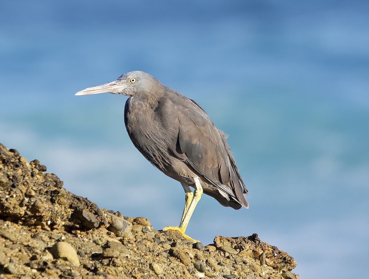 Pacific Reef-Heron - ML616459649