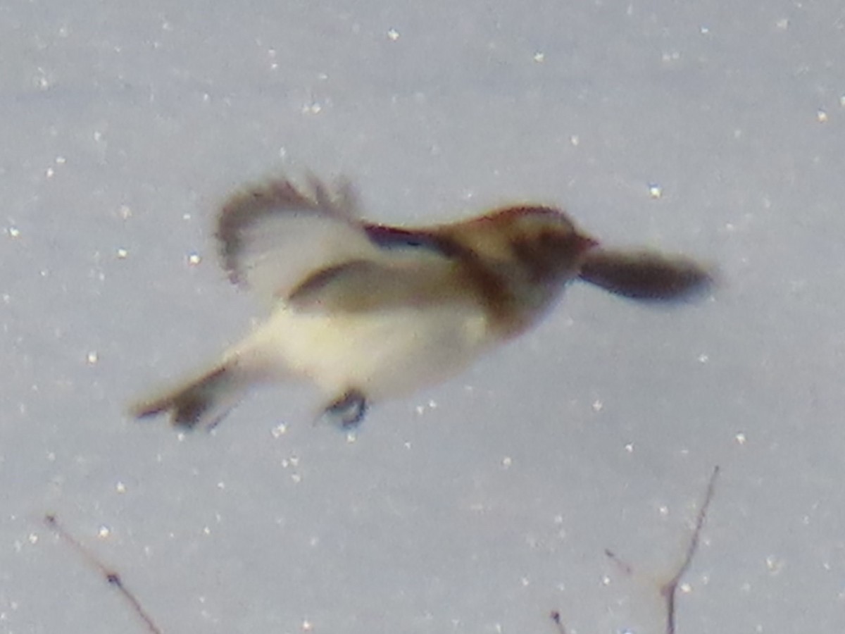 Snow Bunting - ML616459704