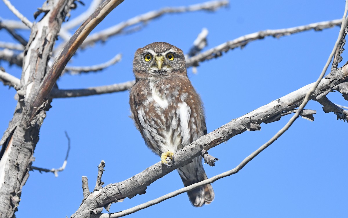 Austral Pygmy-Owl - ML616459711