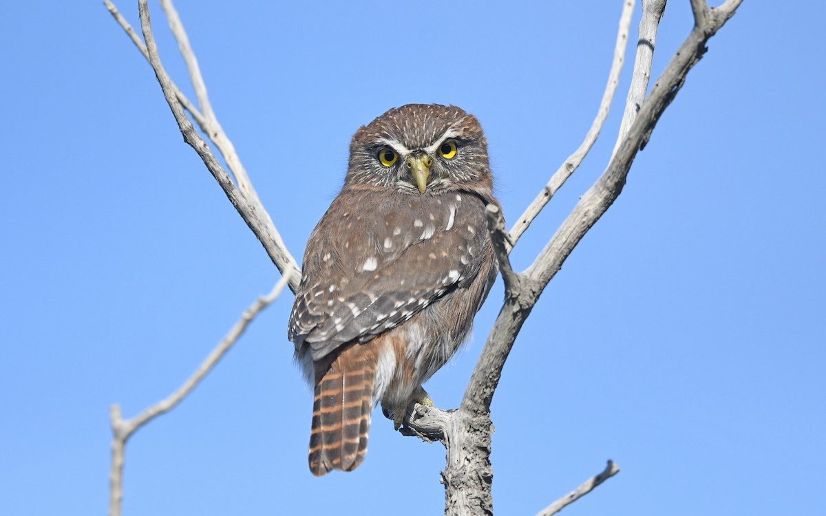Austral Pygmy-Owl - ML616459712
