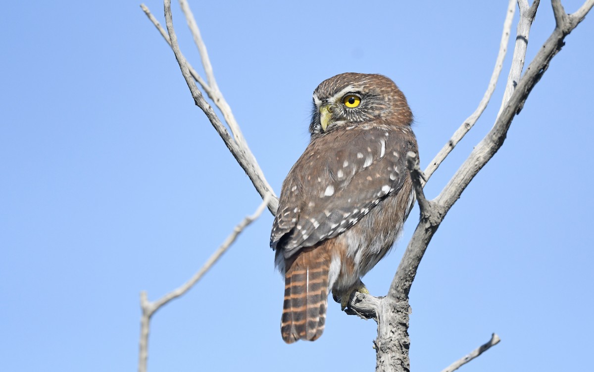 Austral Pygmy-Owl - ML616459716