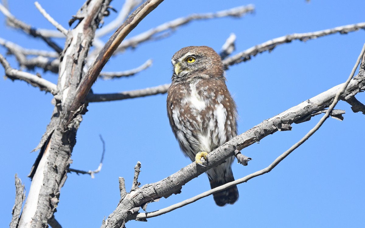 Austral Pygmy-Owl - ML616459720