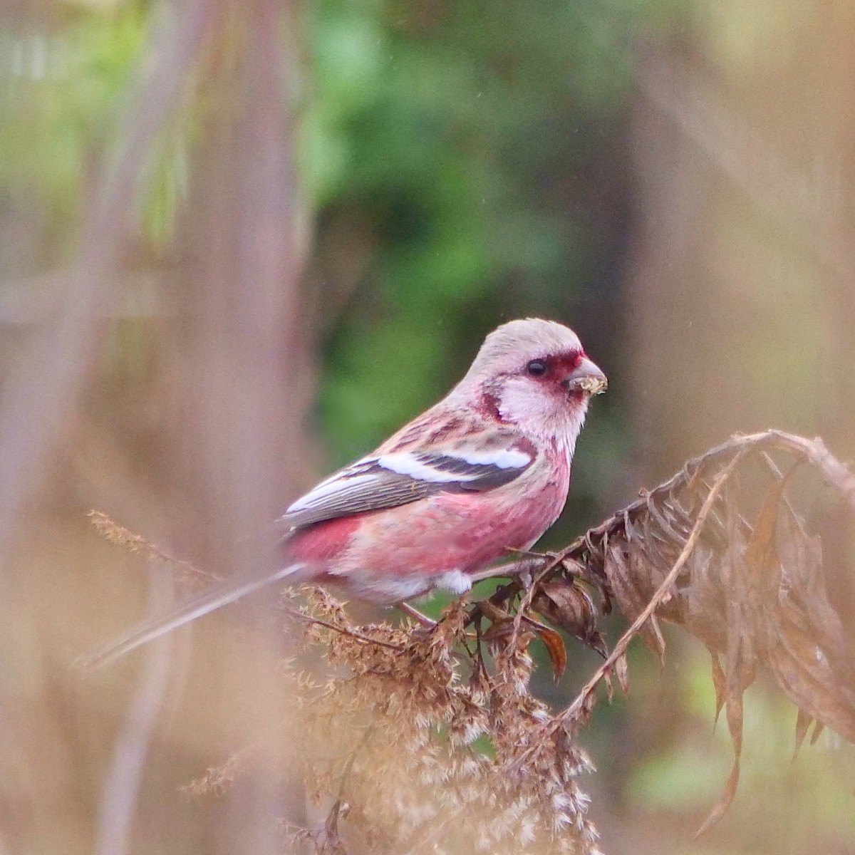 Long-tailed Rosefinch - Jim Mori