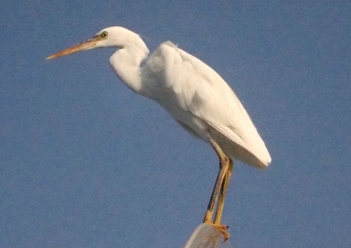 Western Reef-Heron - ML616459772