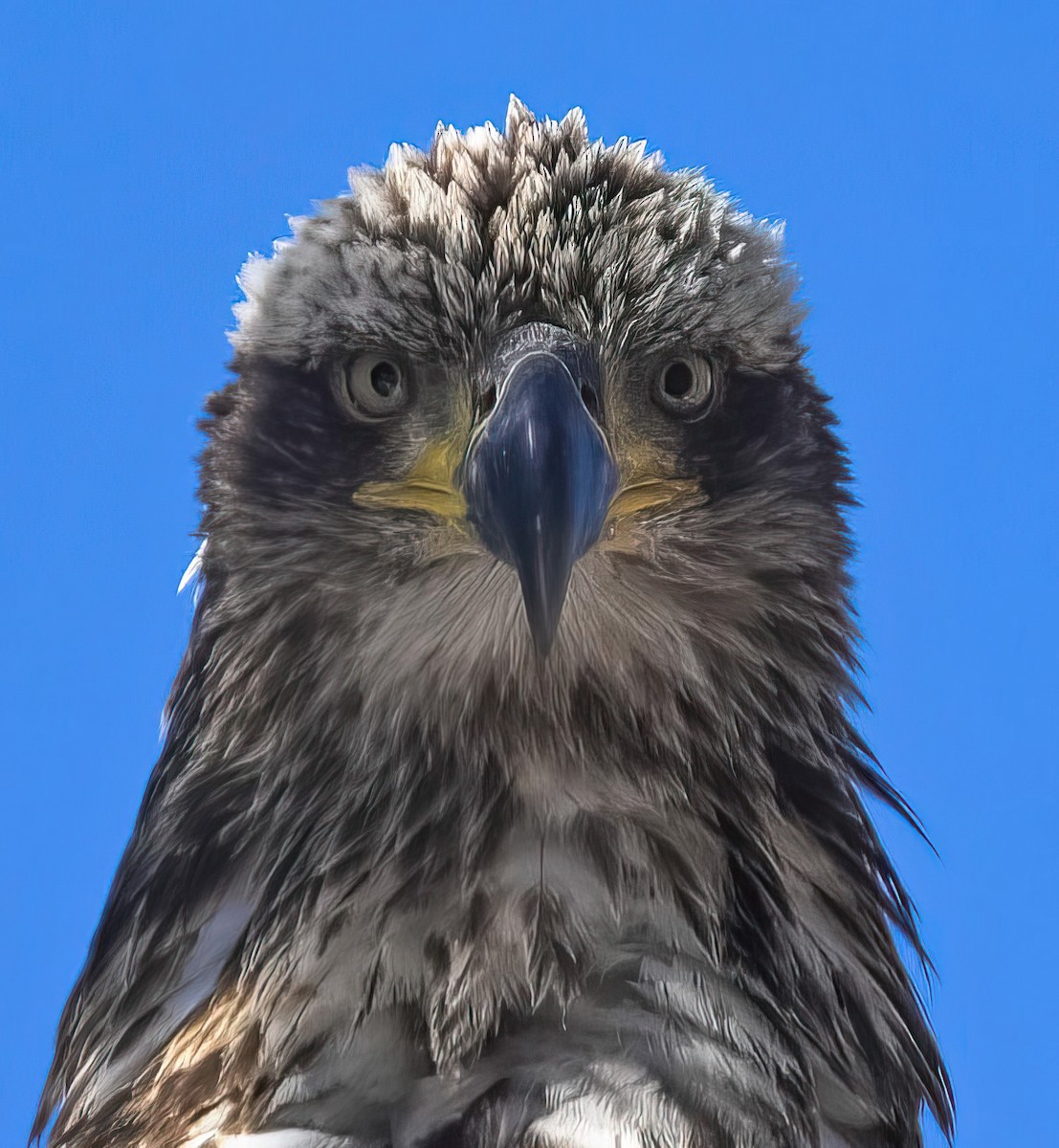 Bald Eagle - ML616459778