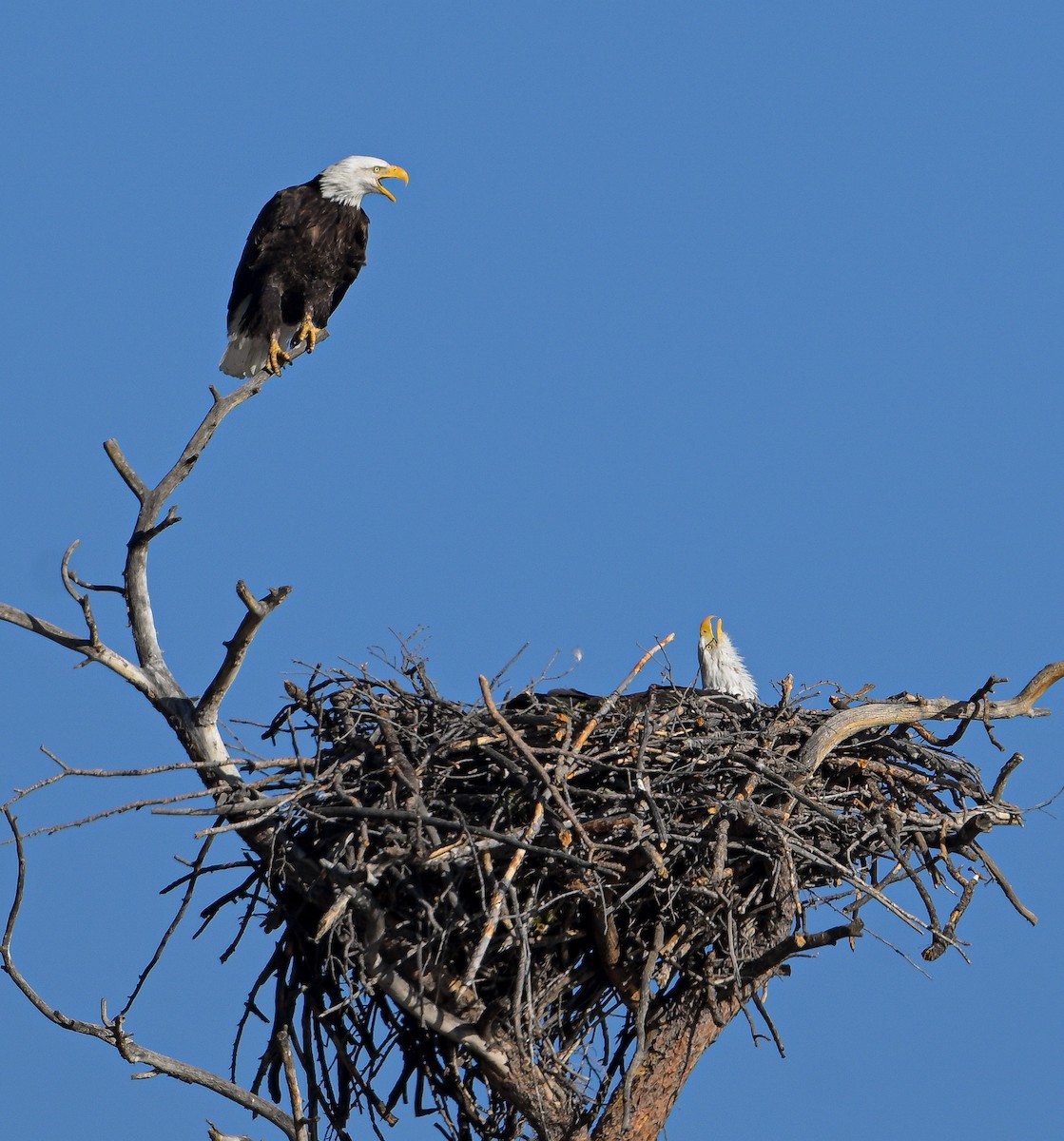 Bald Eagle - ML616459779