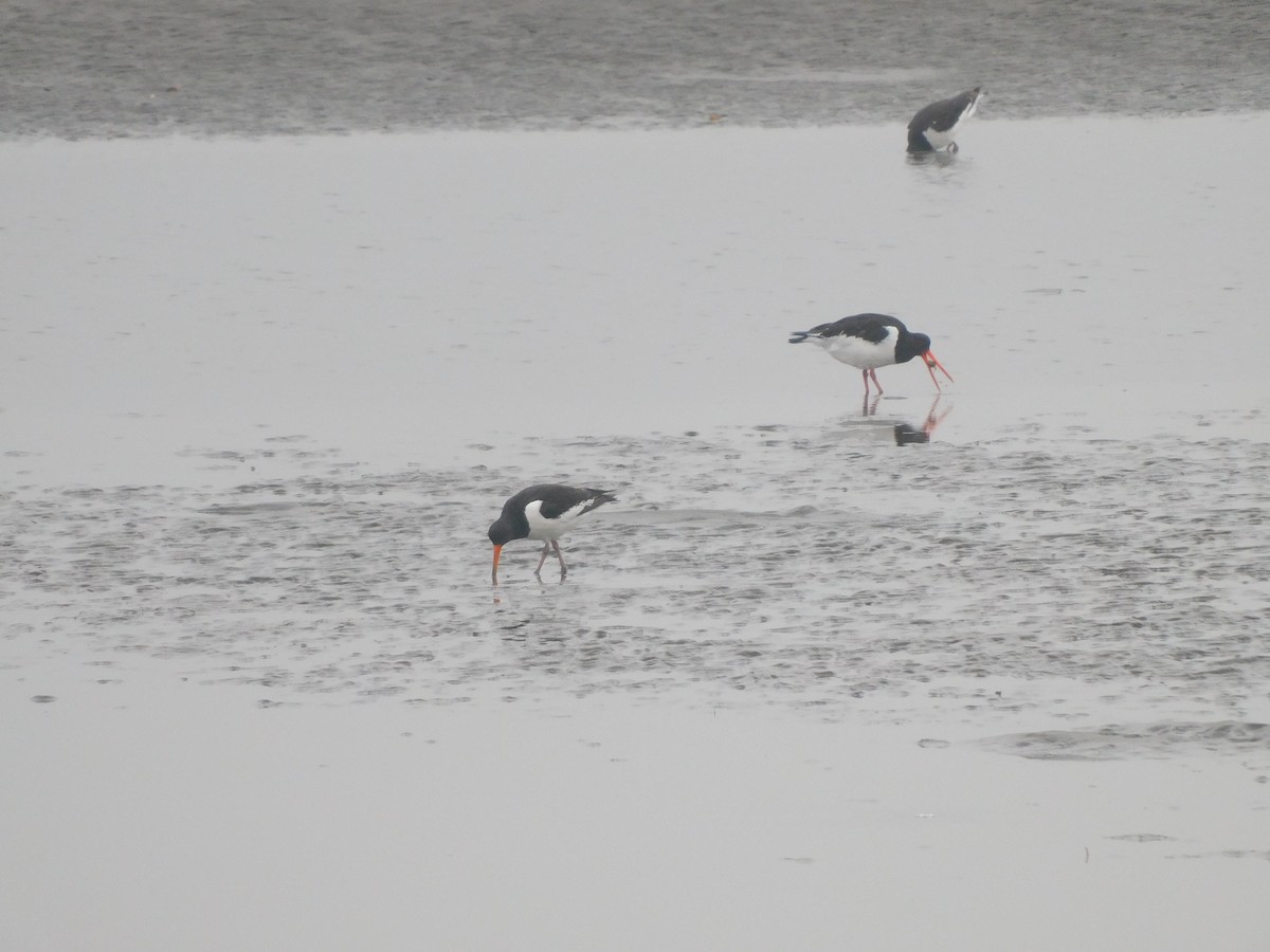 Eurasian Oystercatcher - ML616459816