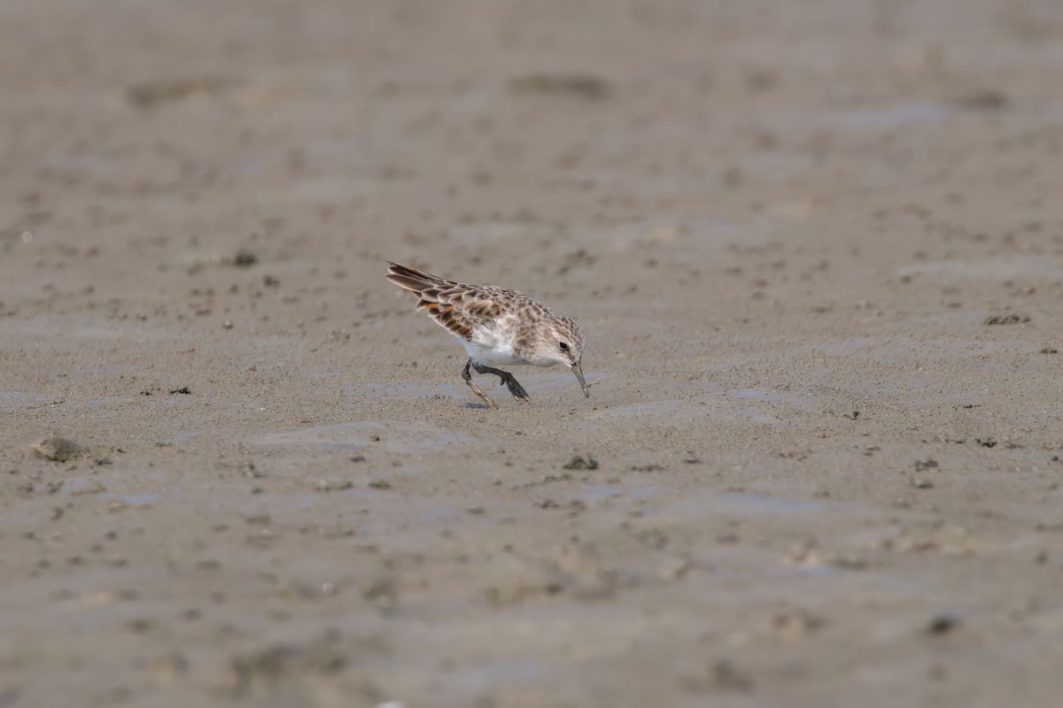 Little Stint - ML616459824