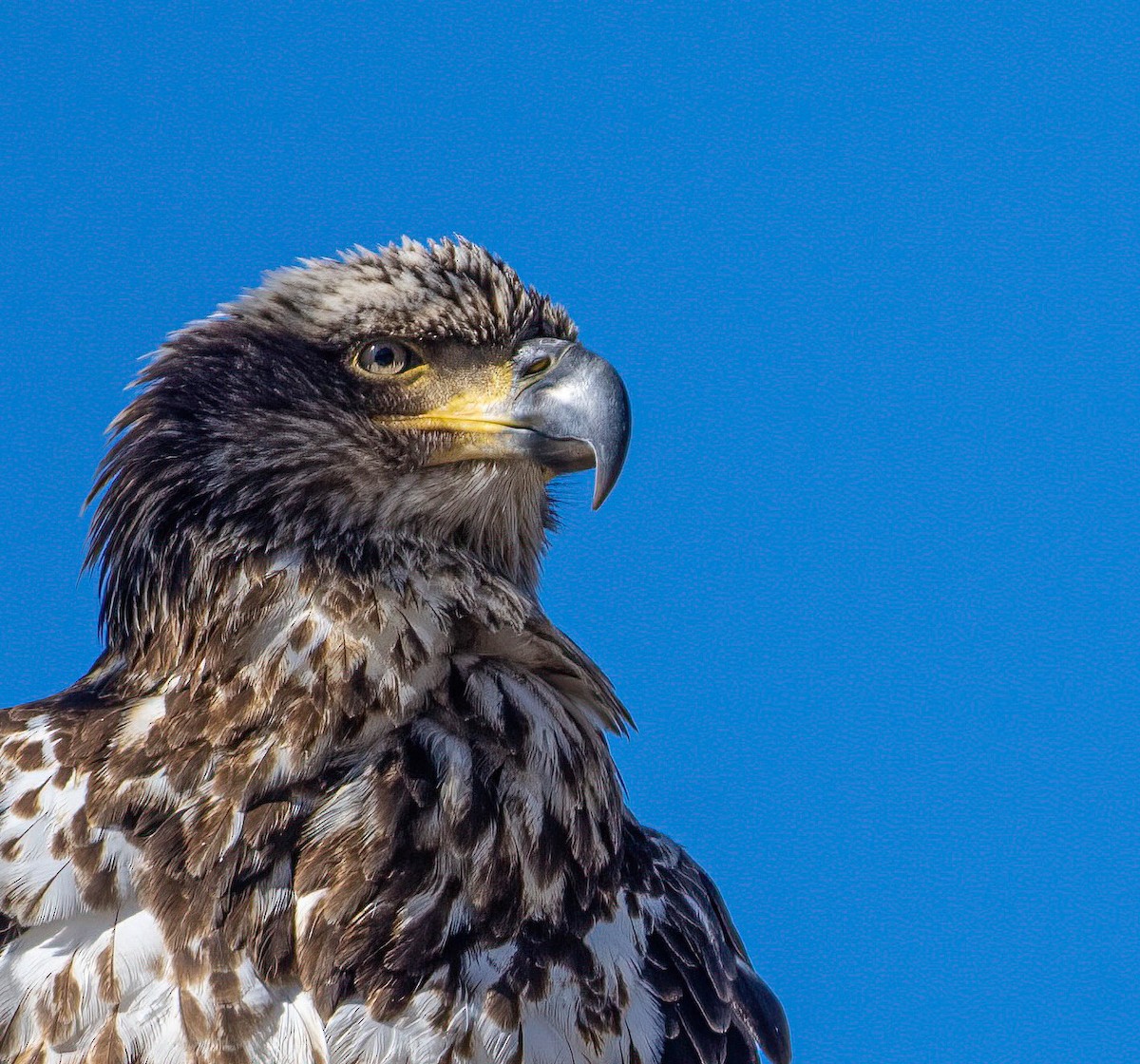 Bald Eagle - ML616459838