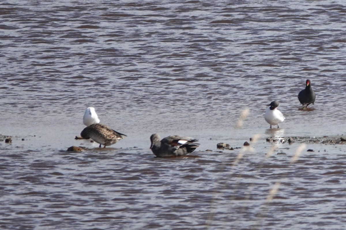 Gadwall - ML616459860