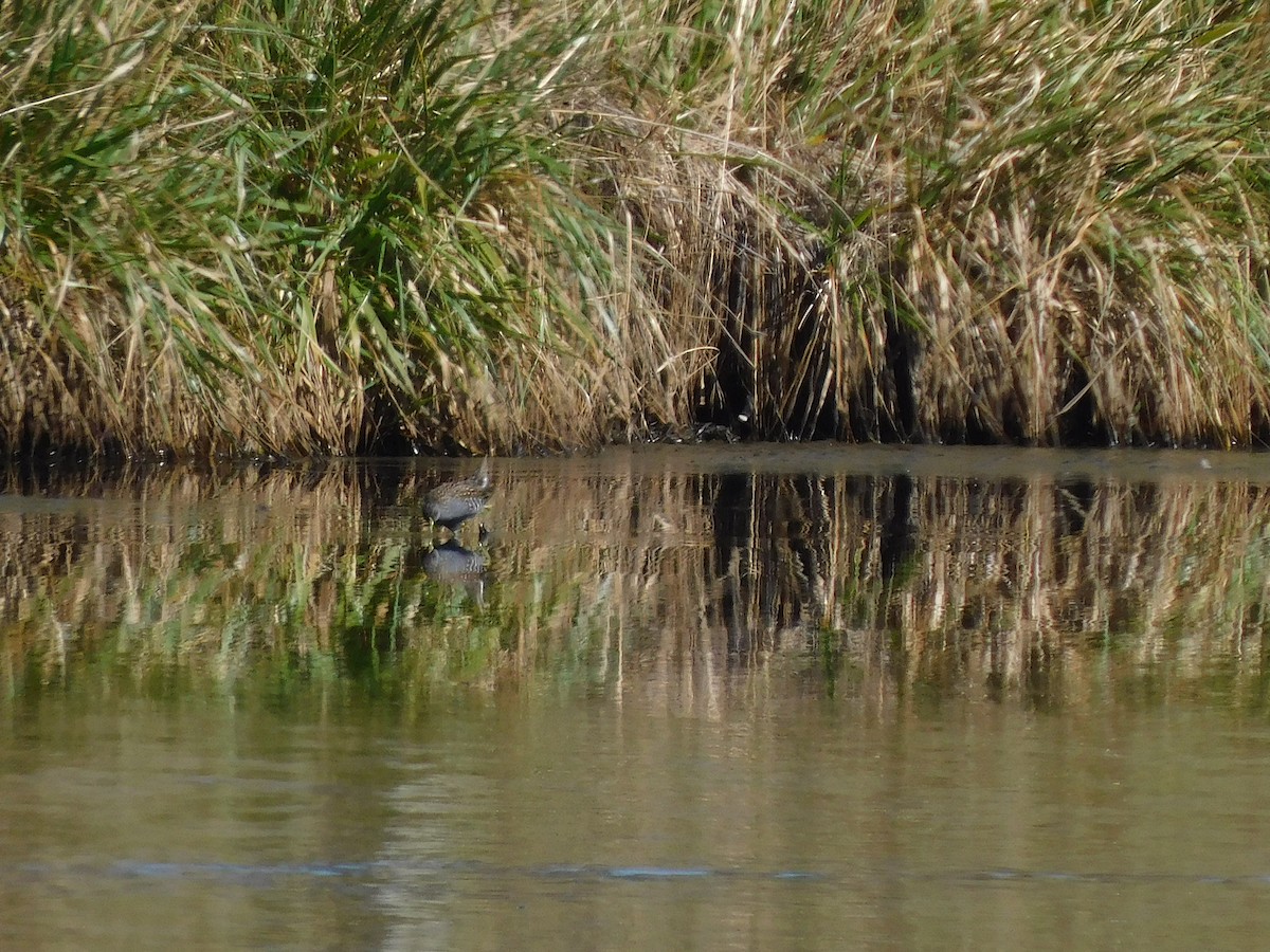 Polluela Australiana - ML616459896