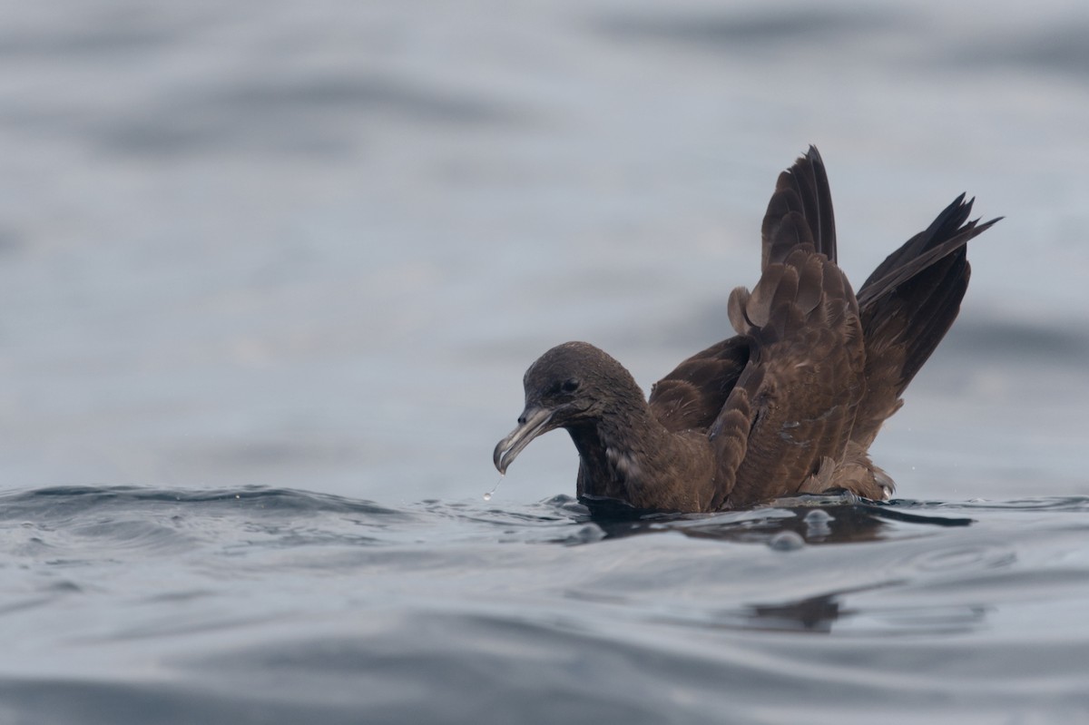 Wedge-tailed Shearwater - ML616459904