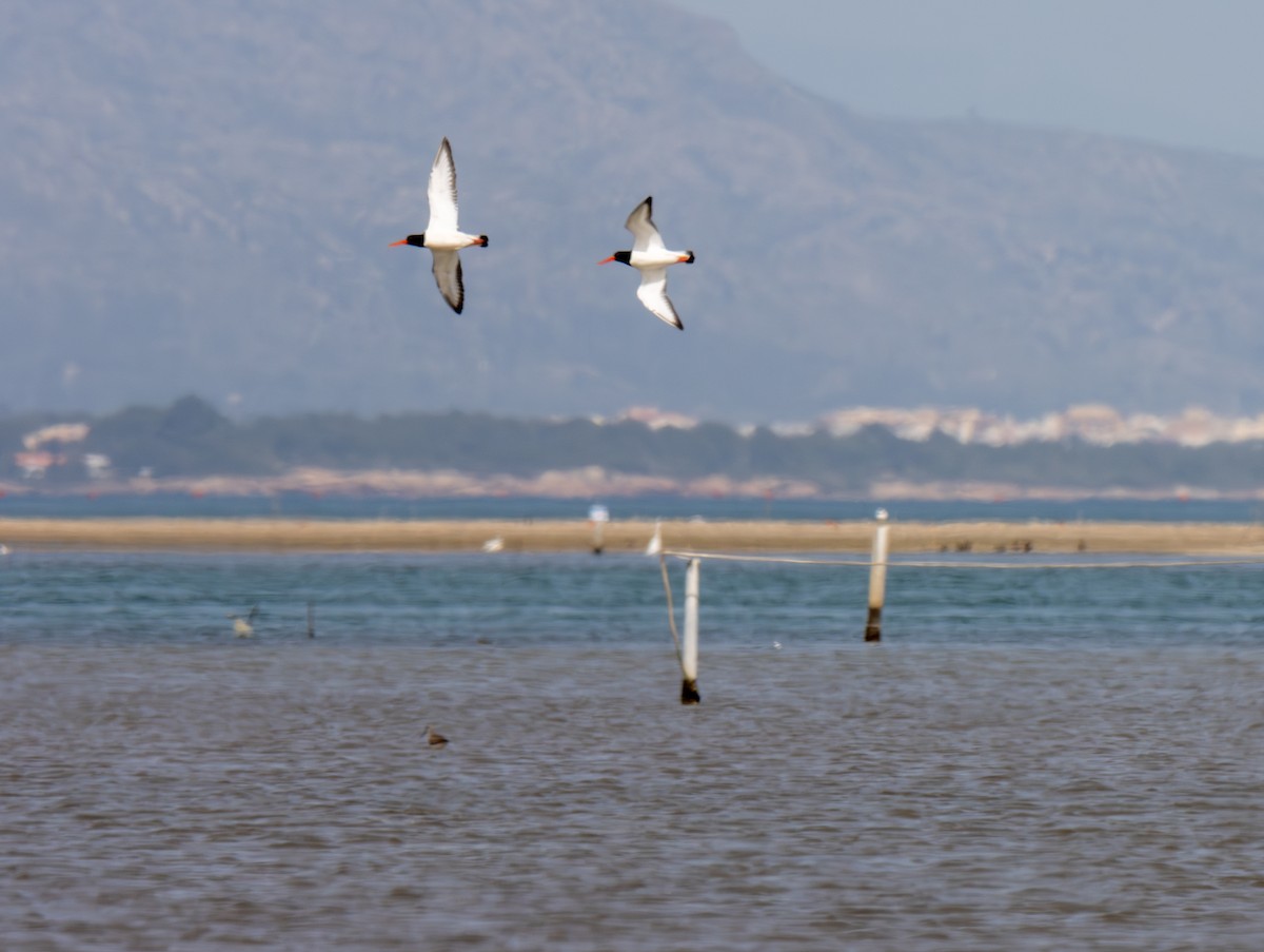 Eurasian Oystercatcher - ML616459915