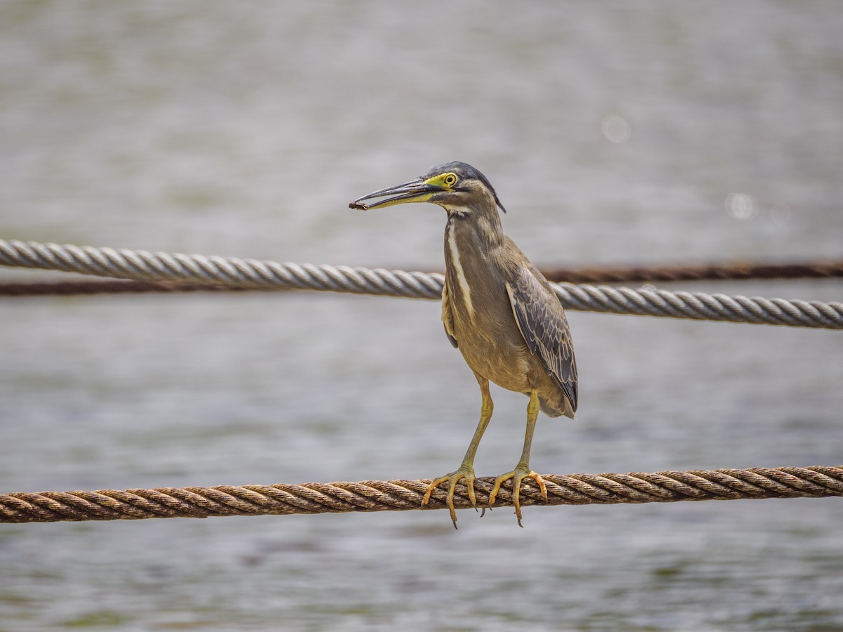 Striated Heron - David Kaliss